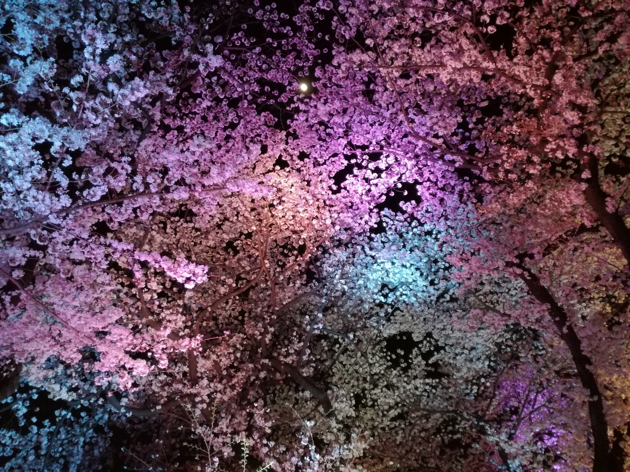 １８ 千鳥ケ淵の桜ライトアップと周辺グルメ 市ヶ谷 東京 の旅行記 ブログ By たーさん フォートラベル