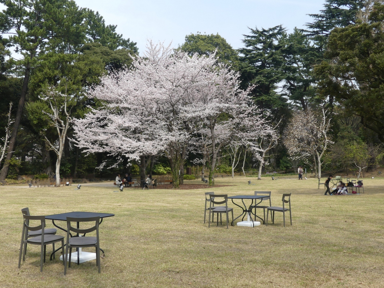 庭園美術館のサクラ 18 西洋庭園に立派なサクラがあります 港区 白金台 白金 東京 の旅行記 ブログ By Minamicazeさん フォートラベル 庭園美術館のサクラ 18 西洋庭園に立派なサクラがあります 港区 白金台 白金 東京 の旅行記 ブログ By Minamicazeさん フォートラベル