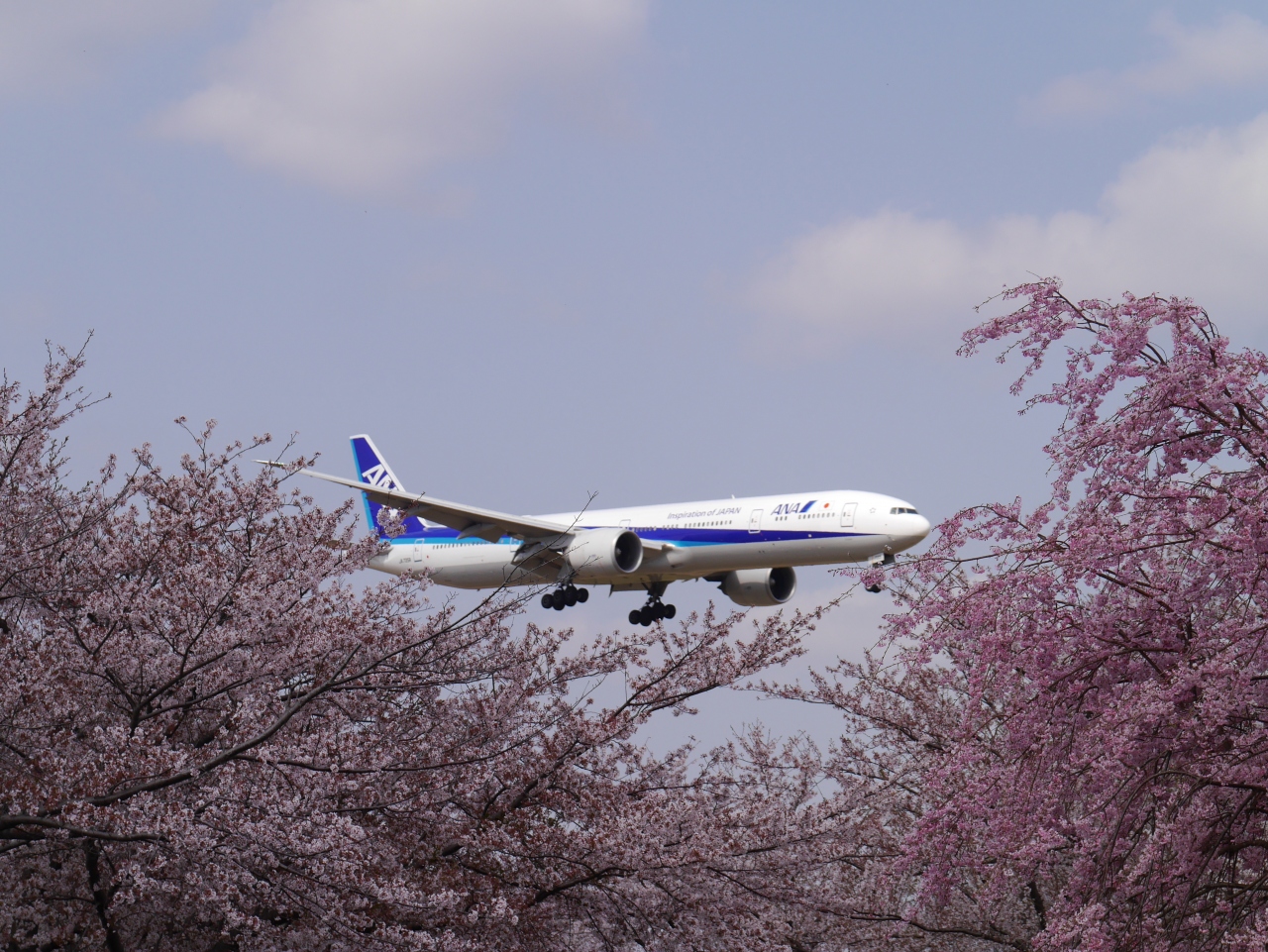 桜を求めて 第二弾 近所のお花見 3月31日 と成田さくらの山公園 4月1日 満開の桜と迫力満点の飛行機を楽しみました 千葉県の旅行記 ブログ By すーママさん フォートラベル