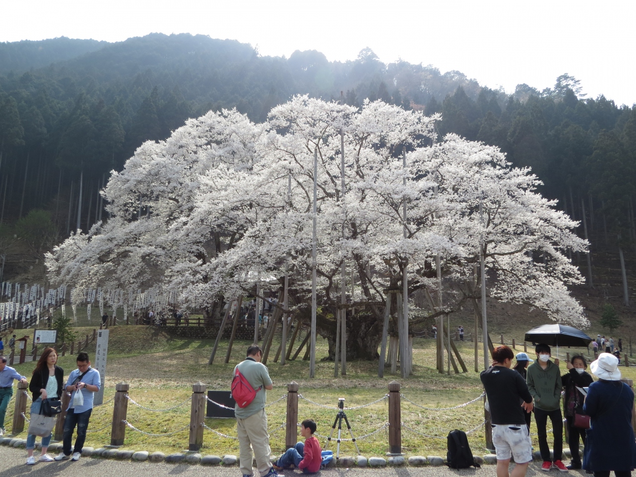 岐阜大垣 本巣のさくら 日本三大桜の淡墨桜を樽見鉄道で訪ねます 本巣 山県 岐阜県 の旅行記 ブログ By Yamajiさん フォートラベル