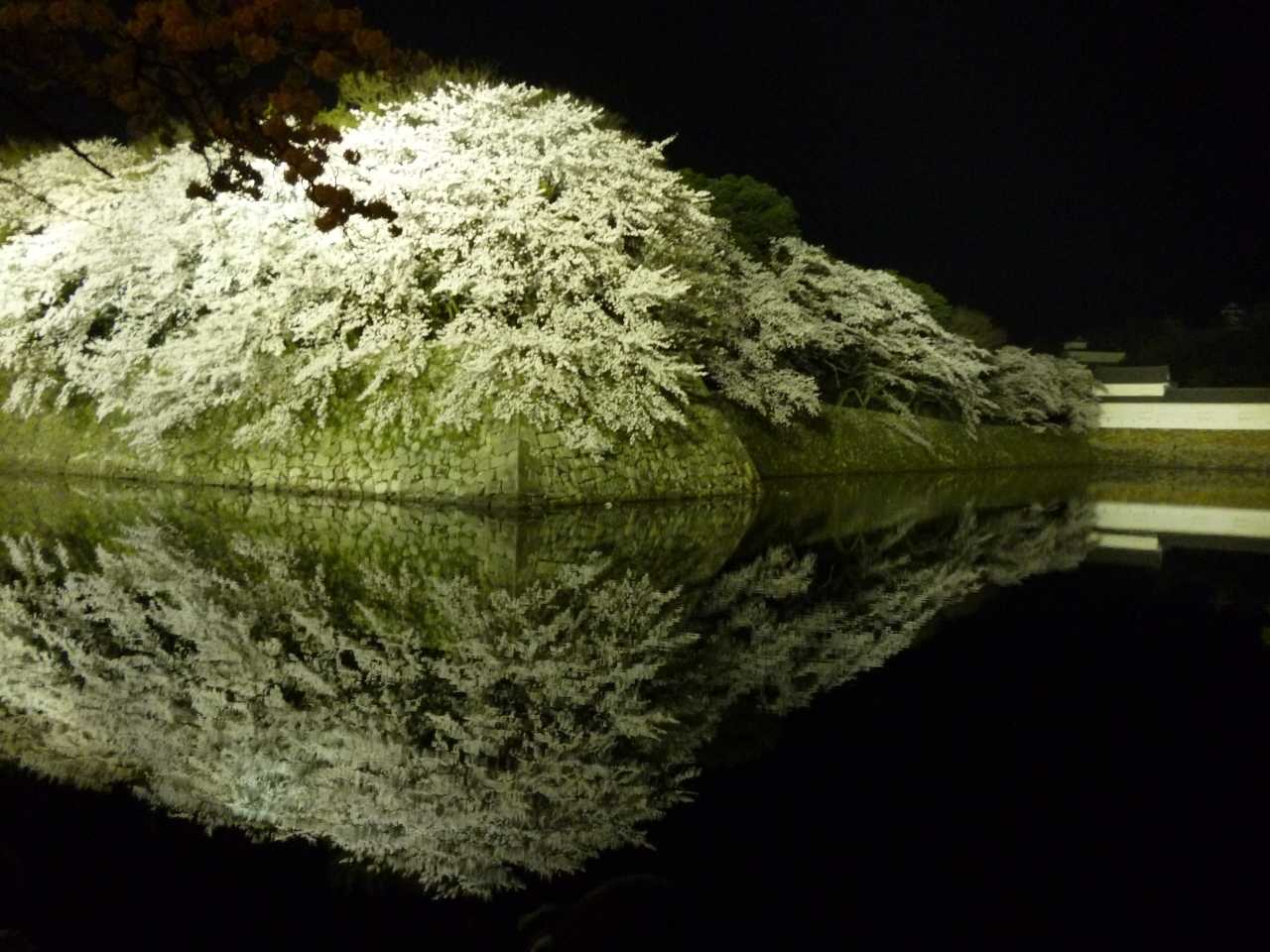 18年4月2日 彦根城の桜 夜 と彦根バル 彦根 滋賀県 の旅行記 ブログ By いさやんさん フォートラベル