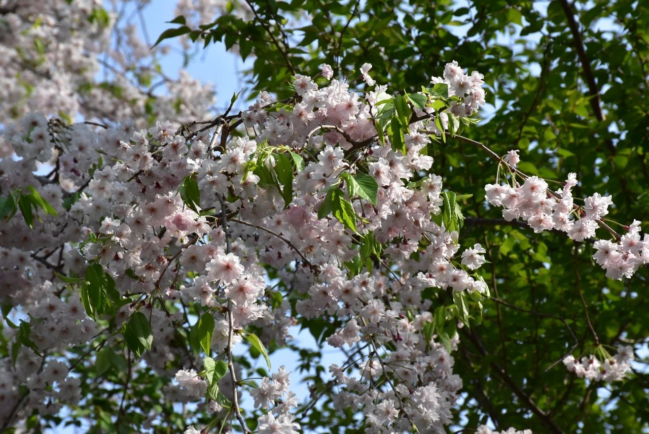 春を彩る井の頭公園と吉祥寺 18 山野草とハーモニカ横丁 東京 吉祥寺 三鷹 東京 の旅行記 ブログ By かっちんさん フォートラベル