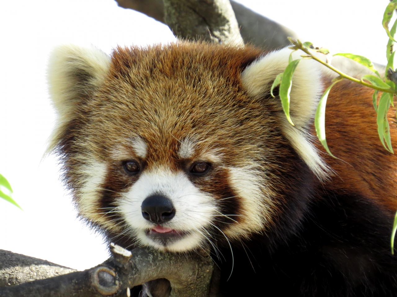 春のレッサーパンダ紀行 ６ 甲府市遊亀公園附属動物園 北の坊ちゃんから甲府のスターへ 公開記念で明日から２日間入園無料 破格の期待を背負うホクト君の展示訓練 甲府 山梨県 の旅行記 ブログ By Jilllucaさん フォートラベル