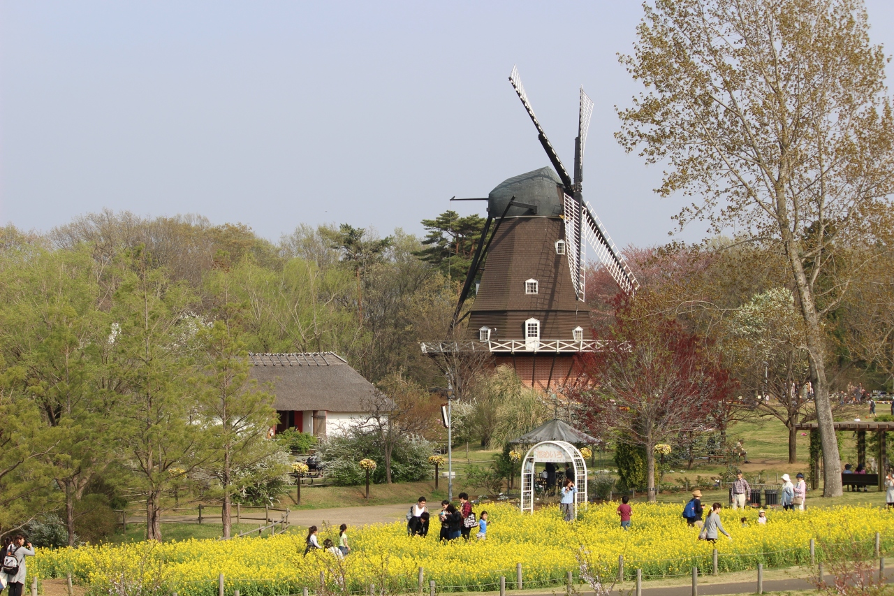 ふなばしアンデルセン公園 さくらまつり いってみました 船橋 習志野 千葉県 の旅行記 ブログ By パンダ３３さん フォートラベル