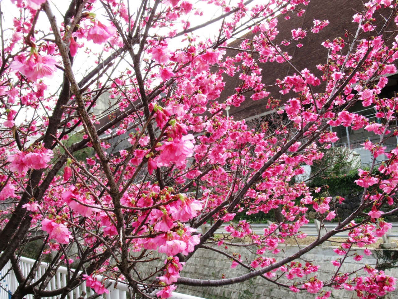 沖縄の桜 那覇 沖縄県 の旅行記 ブログ By 雪兎さん フォートラベル