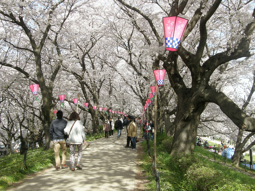 権現堂堤桜まつりは大混雑 工夫し桜堤を楽しみました ー 2 権現堂桜堤を歩く 幸手 久喜 栗橋 埼玉県 の旅行記 ブログ By いっちゃんさん フォートラベル