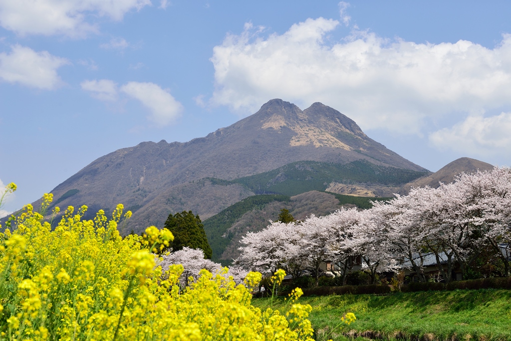 由布院の桜18 湯布院 由布院温泉 大分県 の旅行記 ブログ By 気まぐれなデジカメ館さん フォートラベル