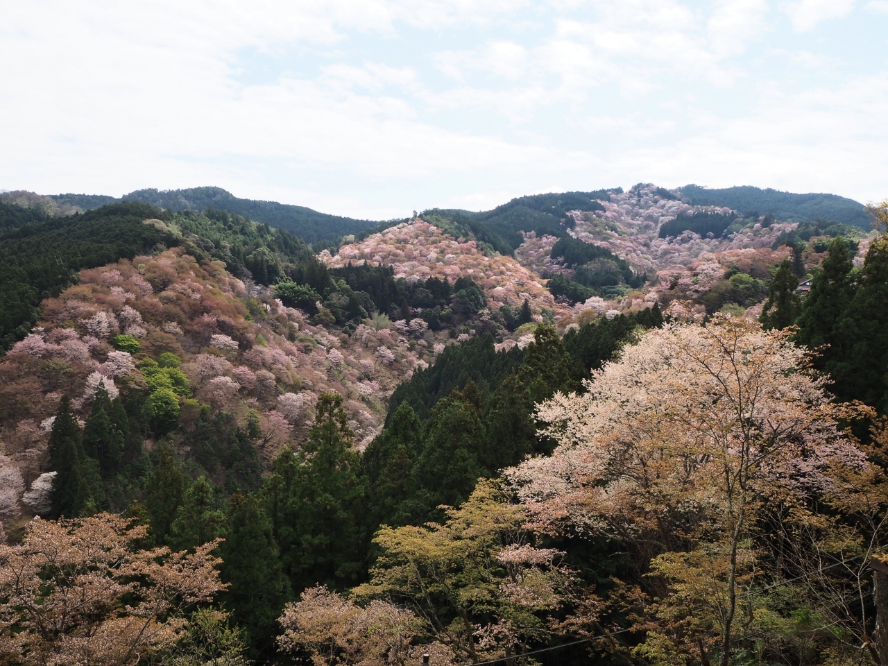 そうだ 吉野桜を見に行こう1 一生に一度は見たい吉野の千本桜 吉野 奈良県 の旅行記 ブログ By トラッキー さん フォートラベル そうだ 吉野桜を見に行こう1 一生に一度は見たい吉野の千本桜 吉野 奈良県 の旅行記 ブログ By トラッキー さん フォートラベル