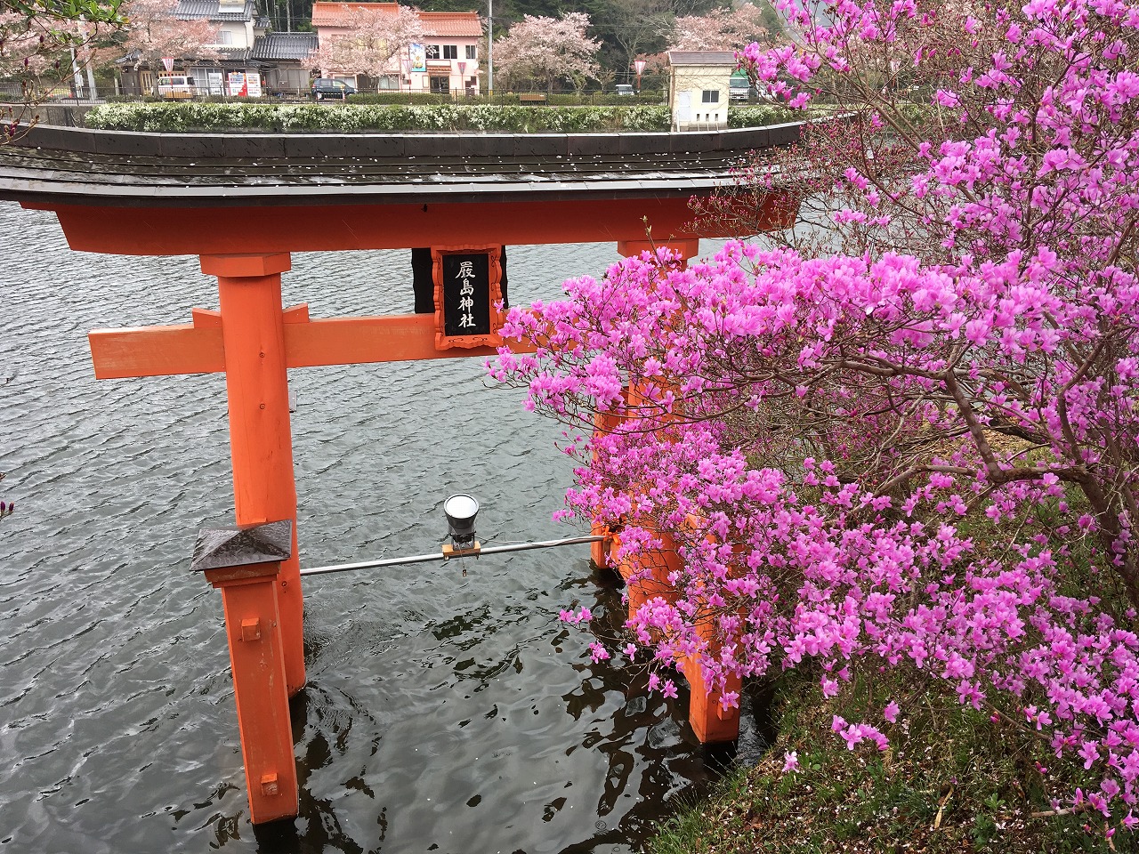 花見先を探してやっと見つけた庄原上野公園の桜 庄原 広島県 の旅行記 ブログ By 旅好き長さんさん フォートラベル