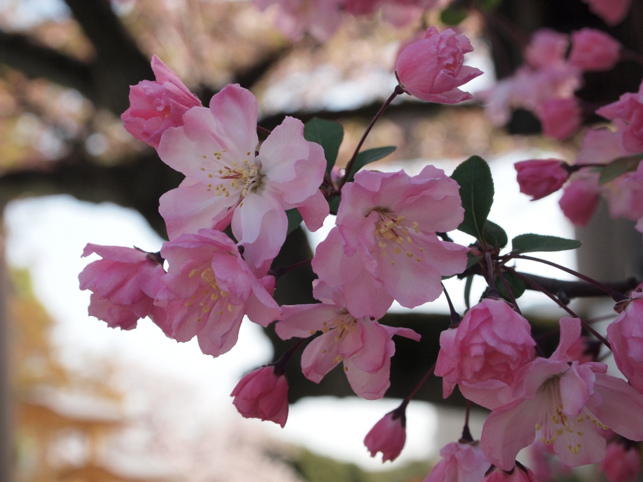 18 お花見 グルメ散歩 ３ 野毛 掃部山 横浜 神奈川県 の旅行記 ブログ By Tabitabiさん フォートラベル