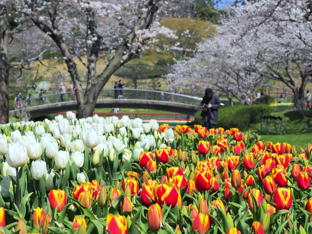 チューリップと桜の饗宴 はままつフラワーパーク 浜名湖 静岡県 の旅行記 ブログ By Ellieさん フォートラベル