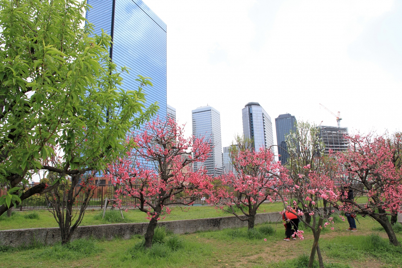 大阪城公園 桃園の桃の花 大阪城 京橋 大阪 の旅行記 ブログ By きよさん フォートラベル