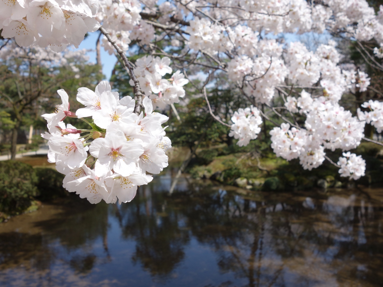 兼六園の桜が満開でした 息を飲む美しさです 最高でした 金沢 石川県 の旅行記 ブログ By Nomonomoさん フォートラベル