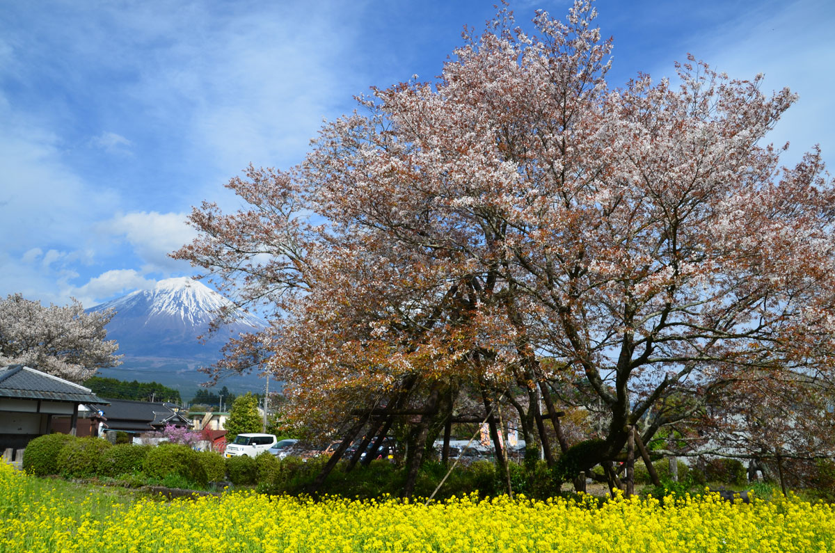 散り始めた狩宿下馬桜を見て来ました 18 04 09 富士宮 静岡県 の旅行記 ブログ By てんとう虫さん フォートラベル