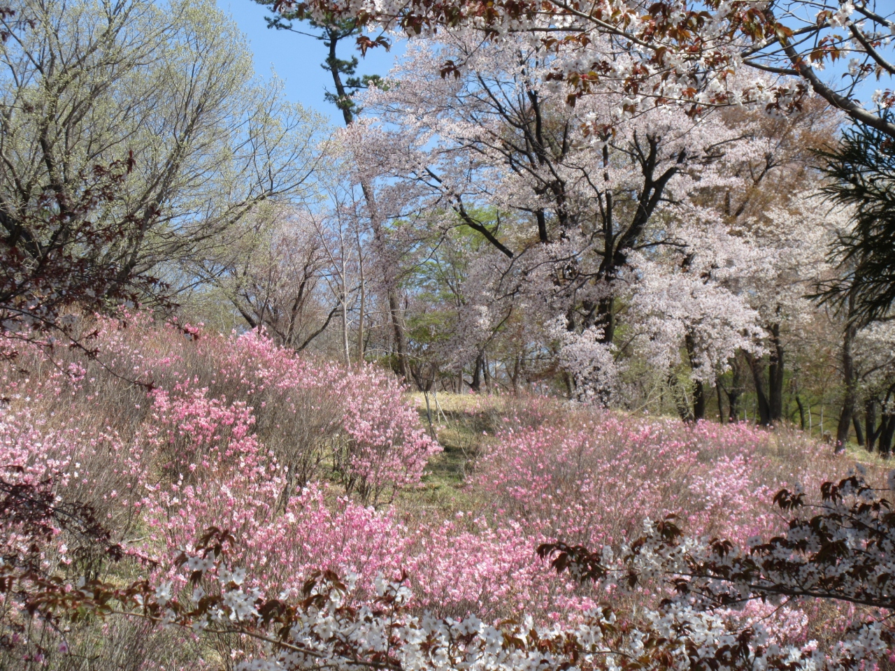 アカヤシオの丘 と 新緑モコモコ 前橋 群馬県 の旅行記 ブログ By Okushitwさん フォートラベル