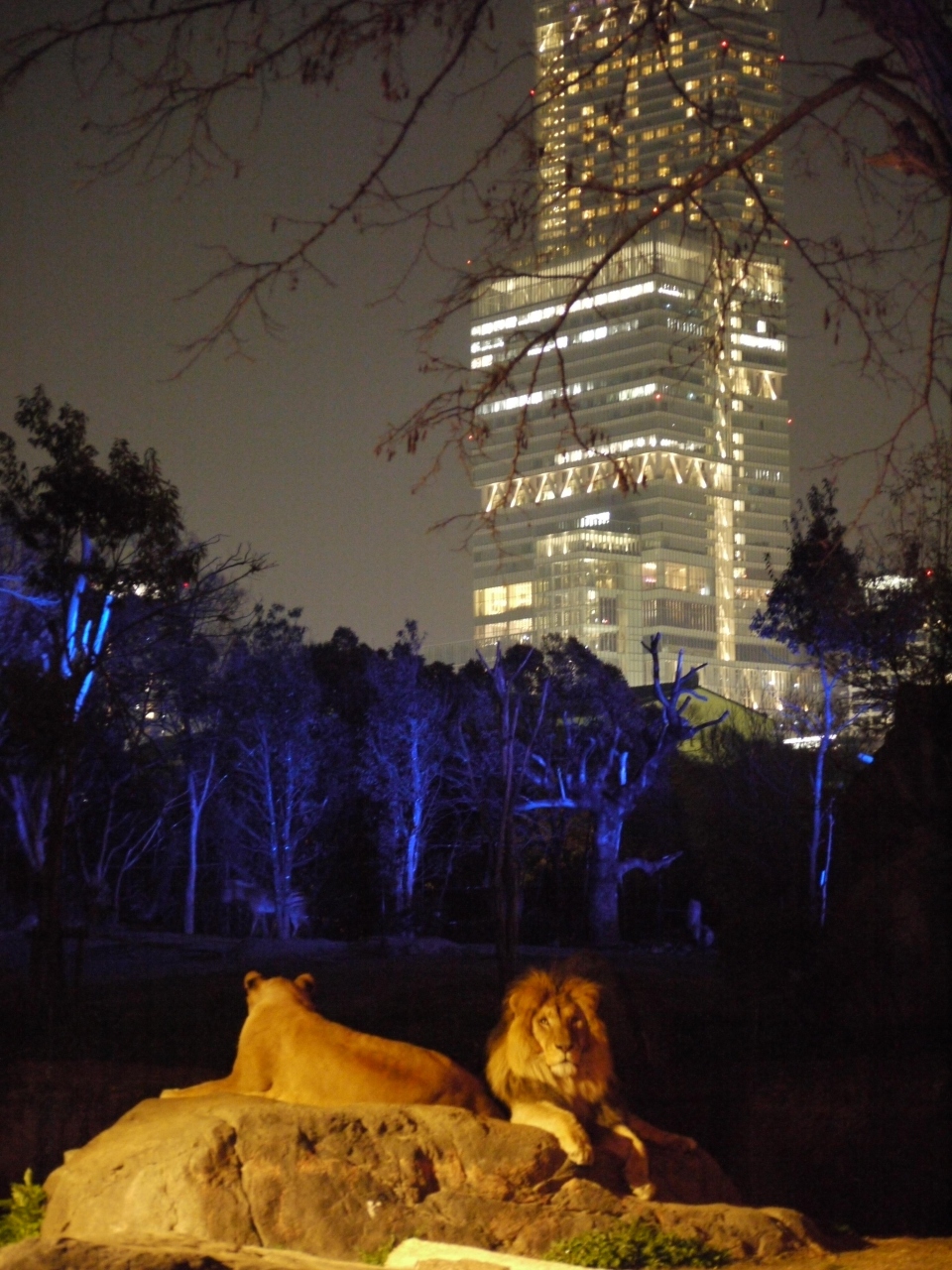 念願の 天王寺動物園 Night Zoo行ってきた ミナミ 難波 天王寺 大阪 の旅行記 ブログ By S T E Pha N I Eさん フォートラベル 念願の 天王寺動物園 Night Zoo行ってきた ミナミ 難波 天王寺 大阪 の旅行記 ブログ By S T E Pha N I Eさん フォートラベル