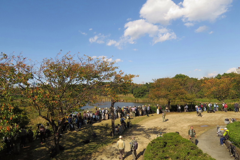 葛西臨海公園でバードウォッチング 15 1 葛西 東京 の旅行記 ブログ By 潮来メジロさん フォートラベル