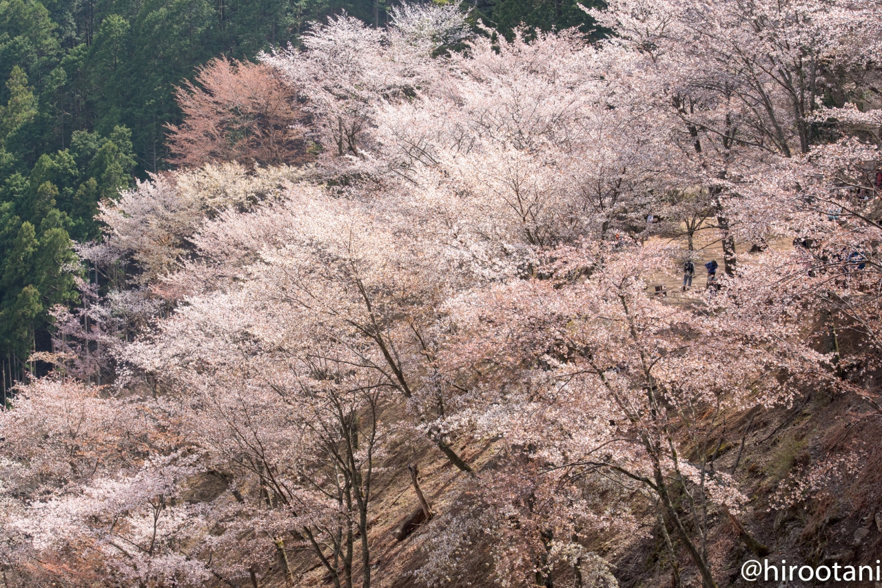 吉野山 18 奥千本は凄かった 吉野 奈良県 の旅行記 ブログ By Hirootaniさん フォートラベル