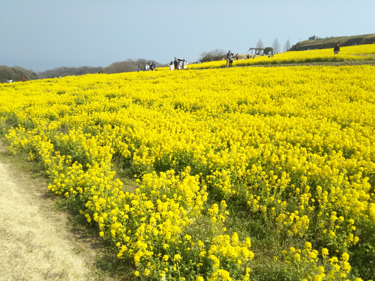 菜の花畑で還暦祝い 淡路島 兵庫県 の旅行記 ブログ By Tomoさん フォートラベル