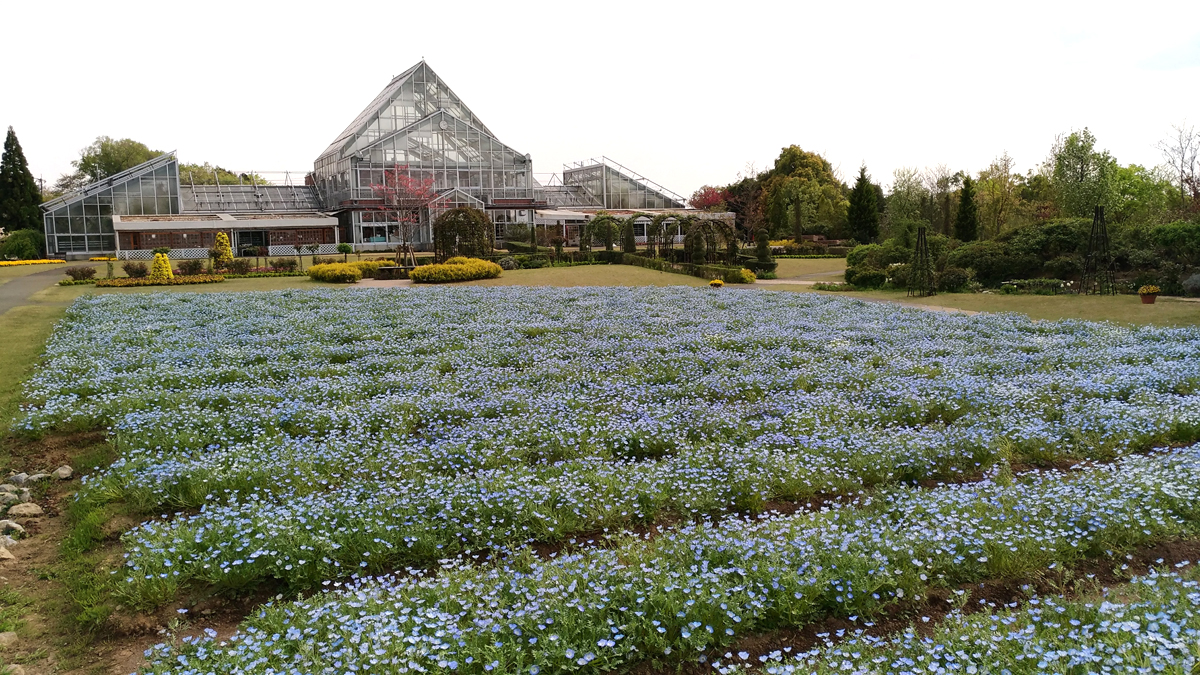 ネモフィラをみにいこう 清水公園 花ファンタジア 野田 関宿 千葉県 の旅行記 ブログ By 茶柱たつこさん フォートラベル