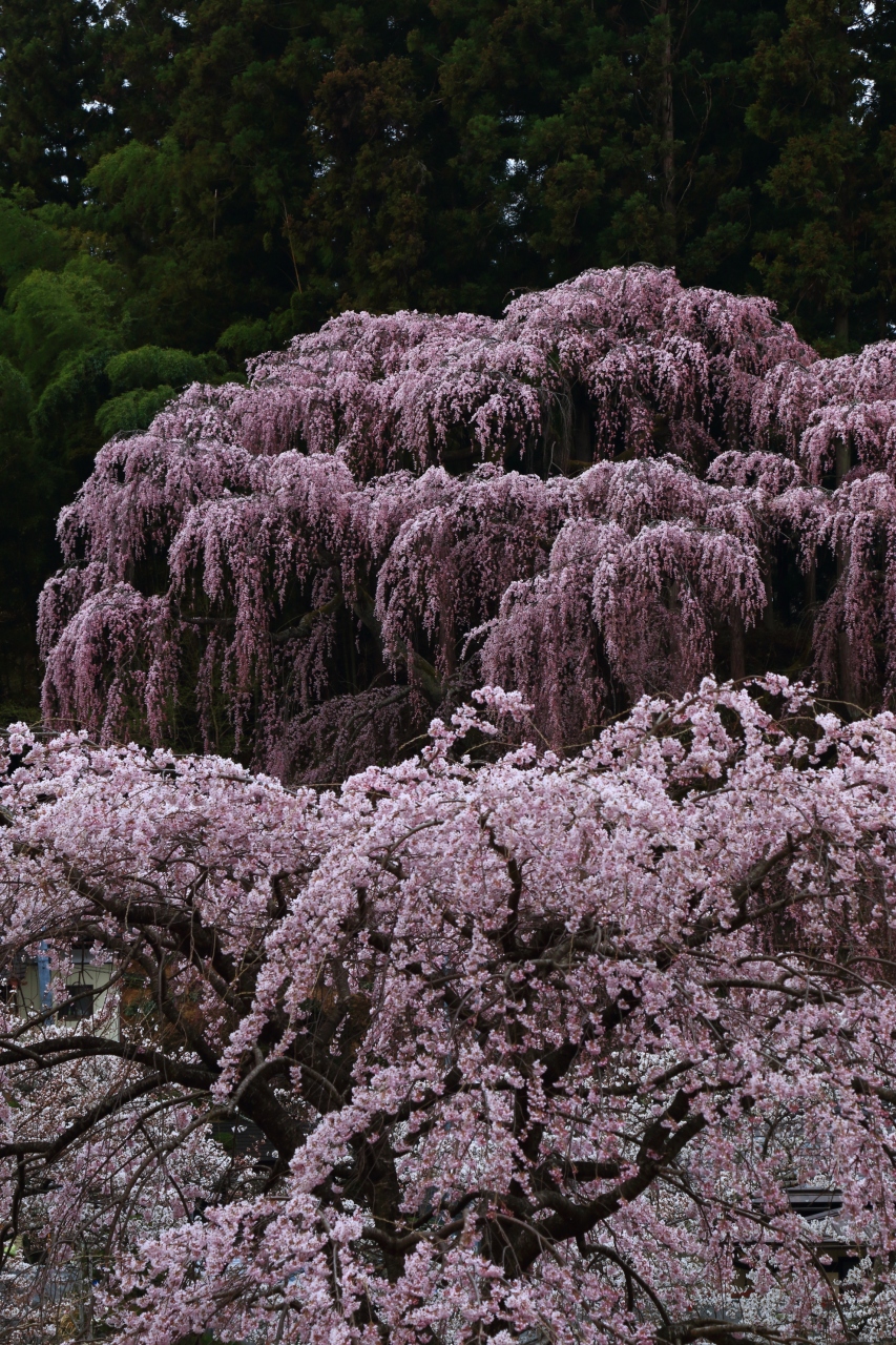 福島 桜めぐり 三春滝桜 福聚寺 雪村桜 花見山 福島市 福島県 の旅行記 ブログ By ふーさん フォートラベル 福島 桜めぐり 三春滝桜 福聚寺 雪村桜 花見山 福島市 福島県 の旅行記 ブログ By ふーさん フォートラベル