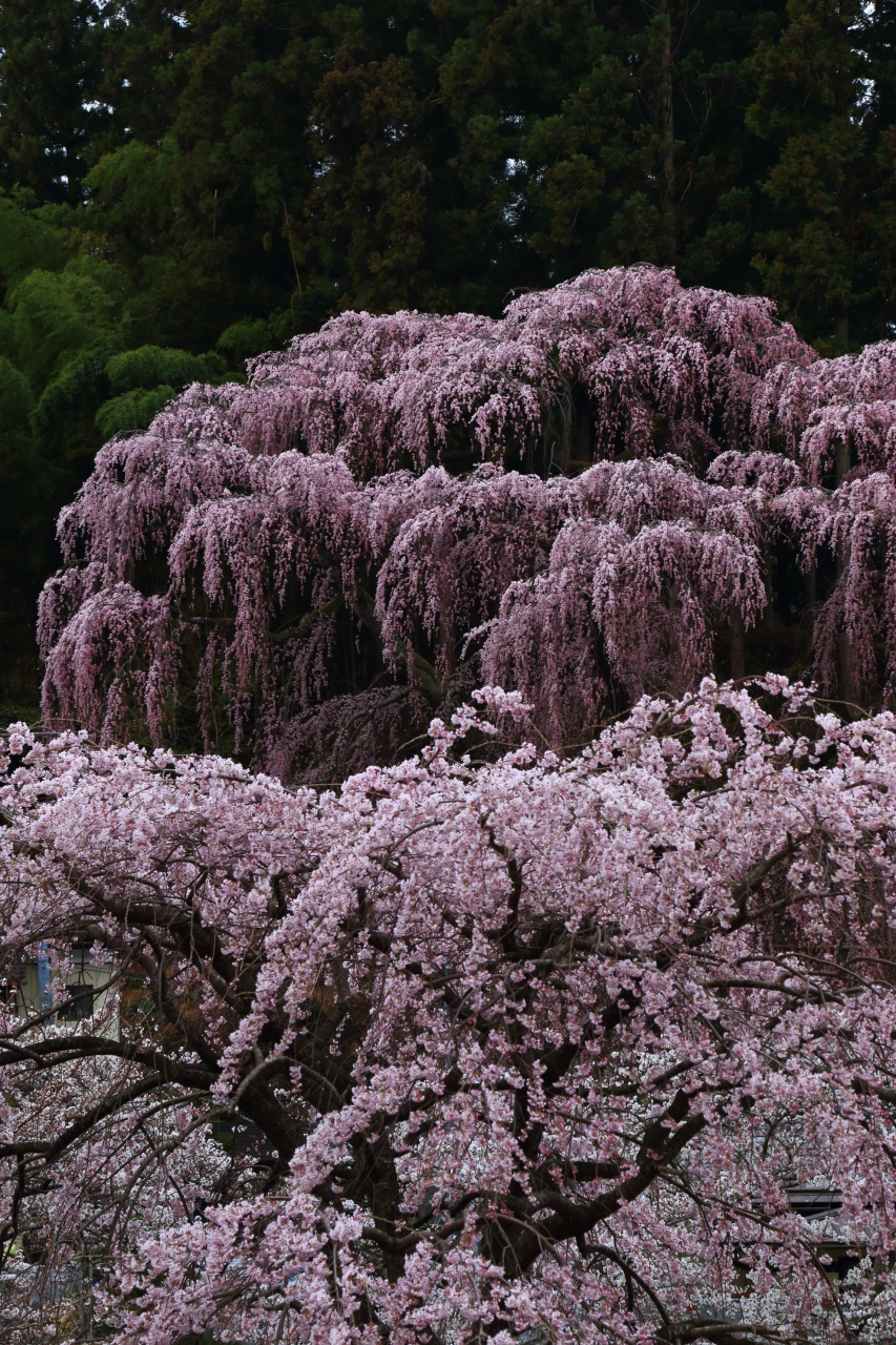 福島 桜めぐり 三春滝桜 福聚寺 雪村桜 花見山 福島市 福島県 の旅行記 ブログ By ふーさん フォートラベル