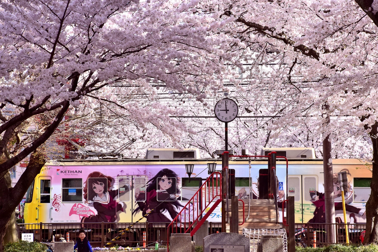 響け ユーフォニアム ラッピング電車を追いかけて満開な桜が咲き広がる京阪大津線に訪れてみた 大津 滋賀県 の旅行記 ブログ By 裏山秀人さん フォートラベル