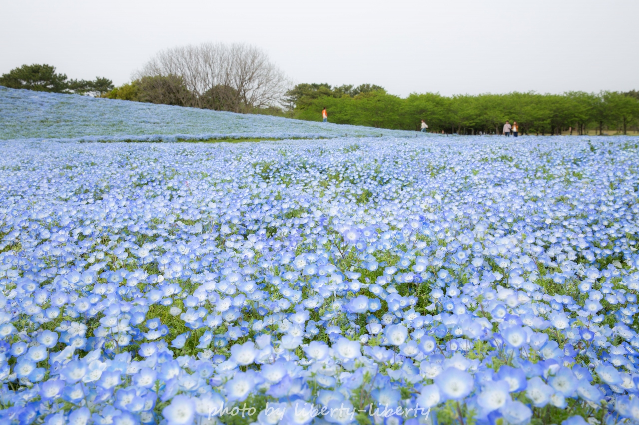 たびねこナツコとぶら散歩 ネモフィラ畑in海の中道海浜公園 福岡県の旅行記 ブログ By Liberty Libertyさん フォートラベル