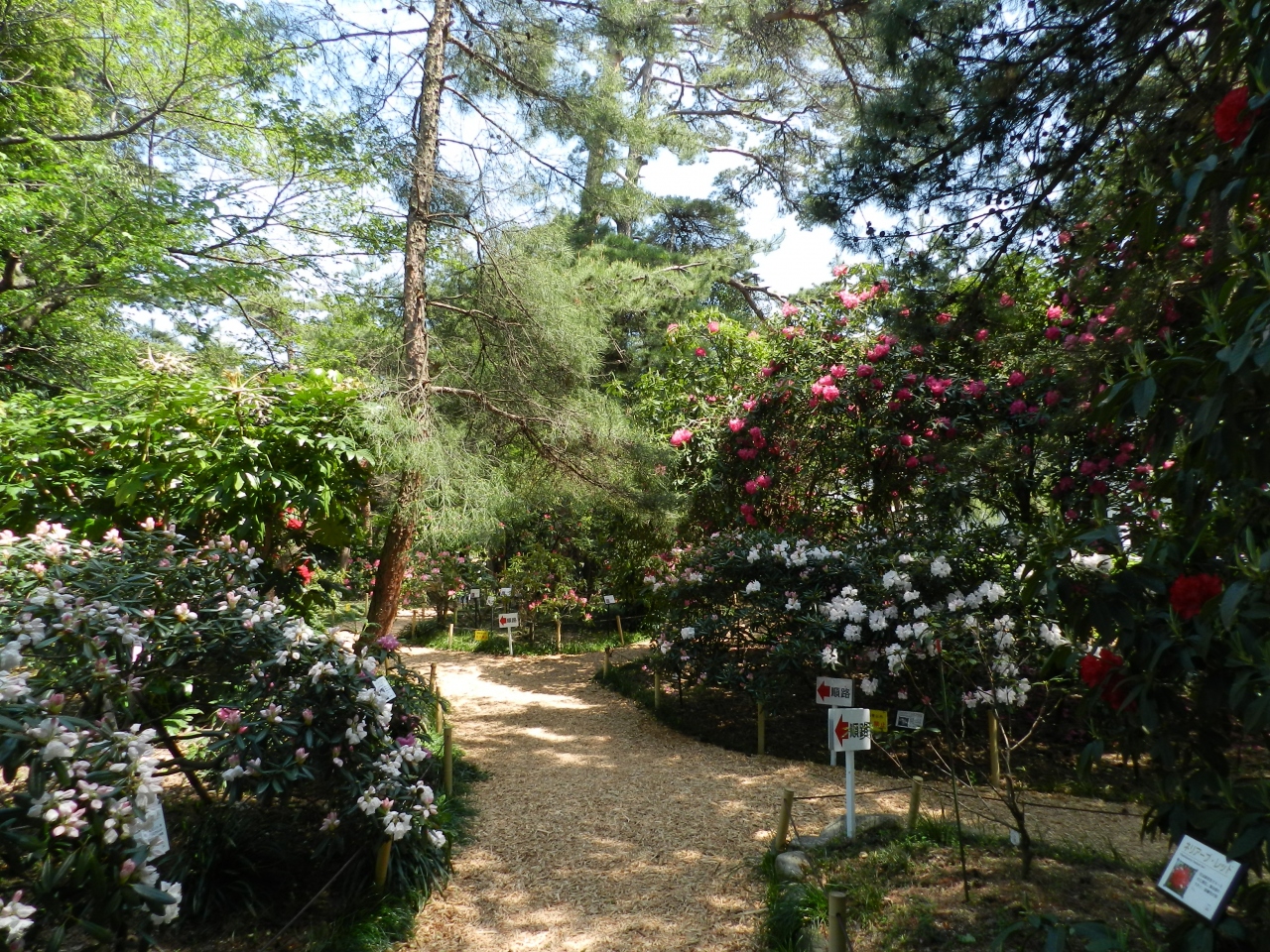 『村田製作所八日市事業所』のシャクナゲ園◆無料ですが素晴らしかったです!