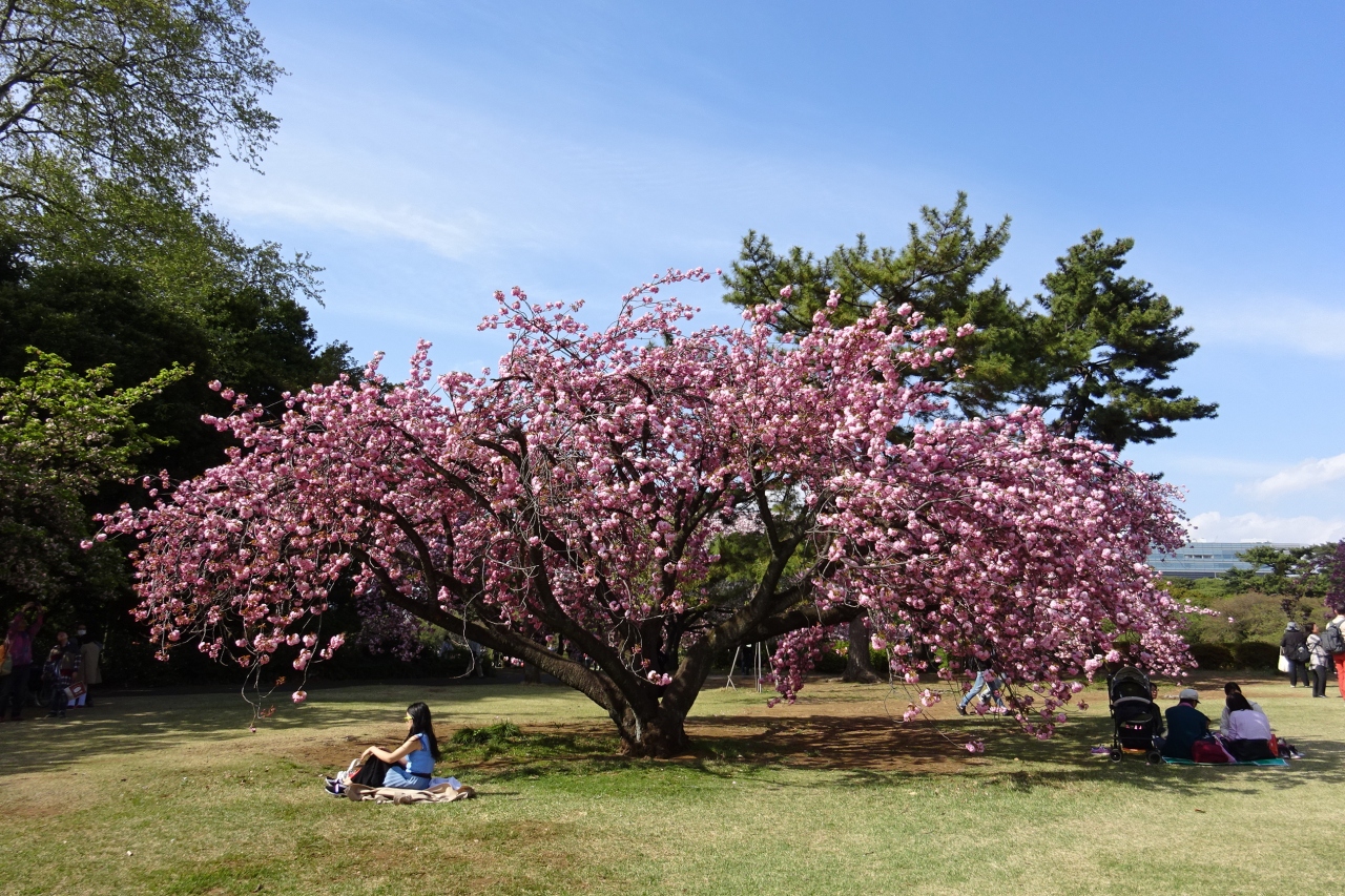 新宿御苑 八重桜めぐり 新宿 東京 の旅行記 ブログ By Takeおじさん フォートラベル 新宿御苑 八重桜めぐり 新宿 東京 の旅行記 ブログ By Takeおじさん フォートラベル