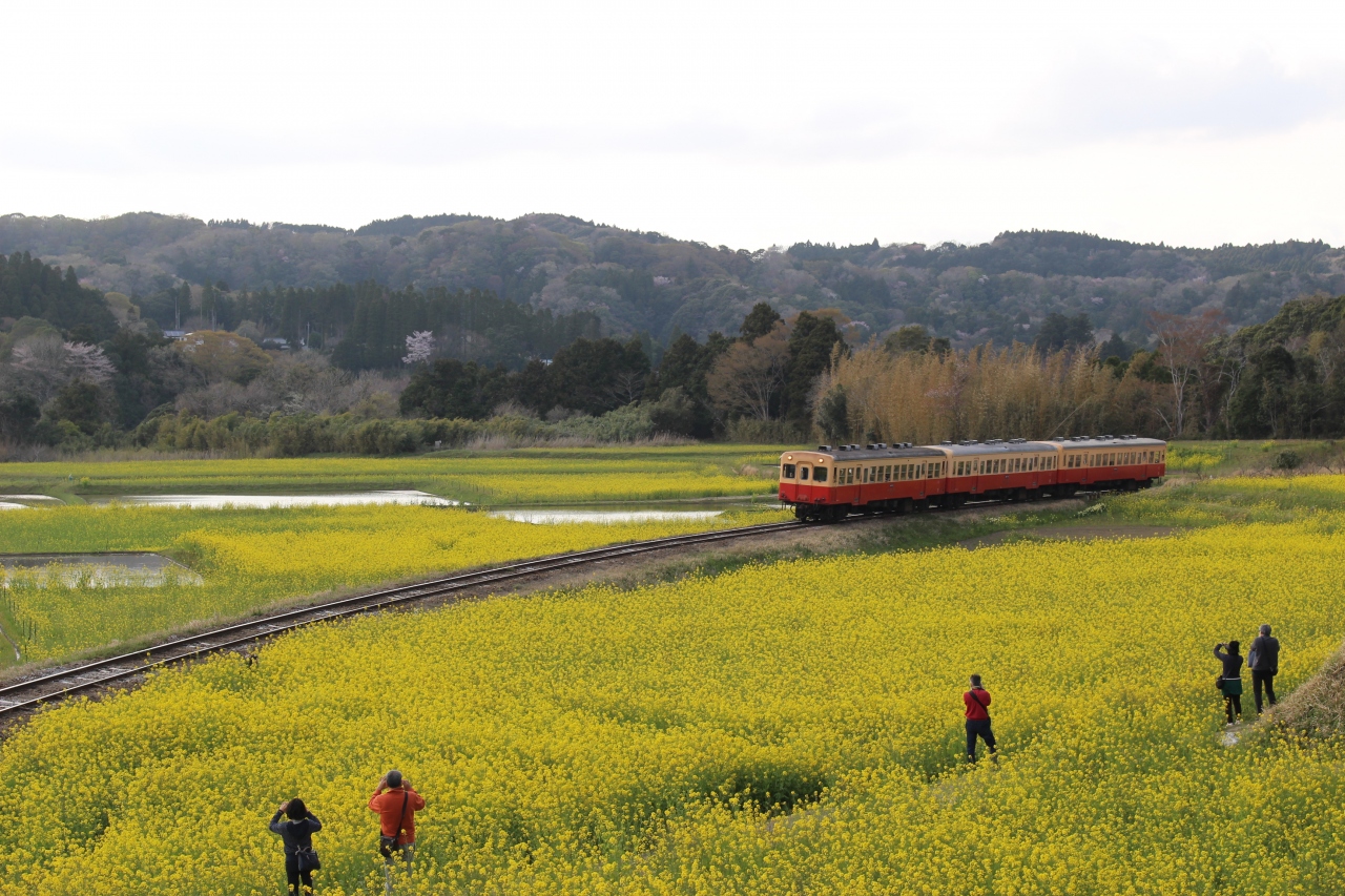 桜と菜の花満開の小湊鉄道 市原 千葉県 の旅行記 ブログ By あおしさん フォートラベル