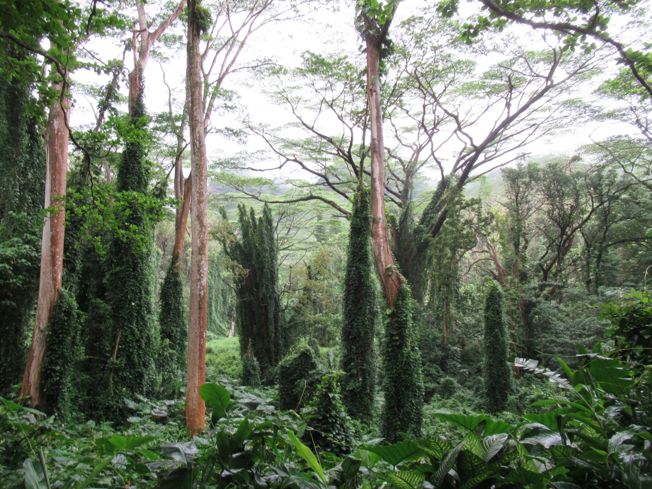 18年4月 ハワイ3泊5日 ホノルル ハワイ の旅行記 ブログ By Kojimugiさん フォートラベル