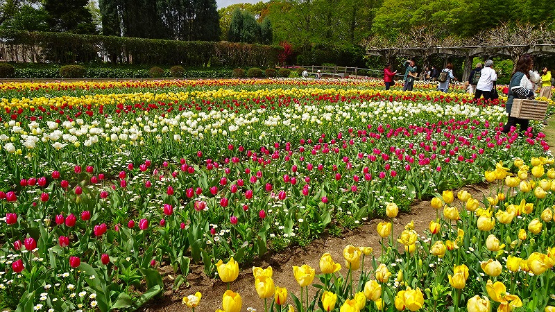 県立加西フラワーセンターのチューリップ祭りに行く １ 中央花壇と風車前花壇の風景 加西 兵庫県 の旅行記 ブログ By Hn11さん フォートラベル