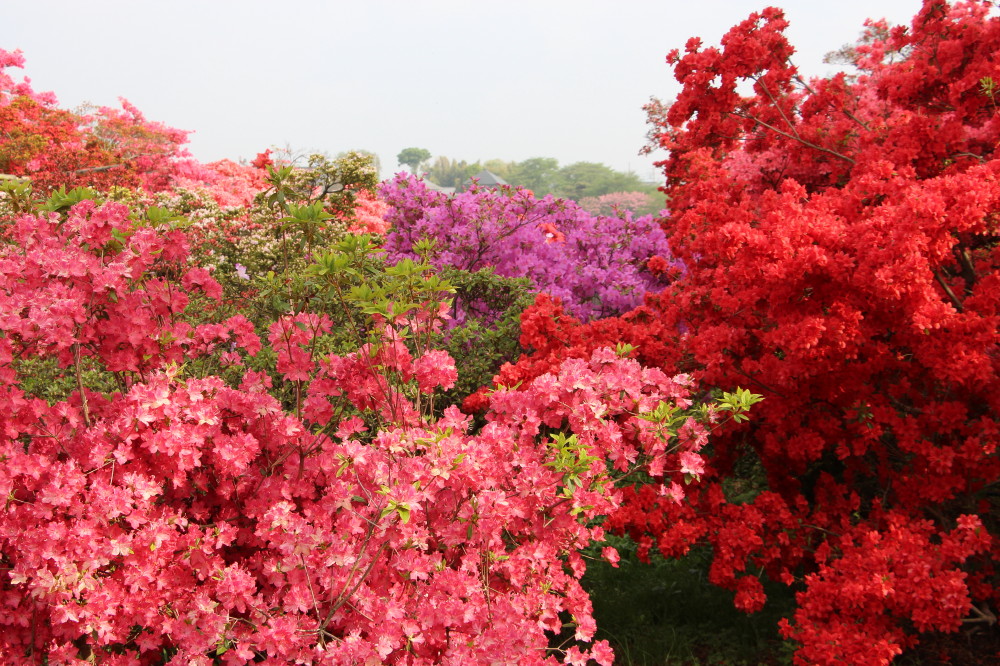 関東花めぐり 館林のつつじ 箕郷の芝桜 森林公園のネモフィラとポピー 高崎 群馬県 の旅行記 ブログ By アトムさん フォートラベル