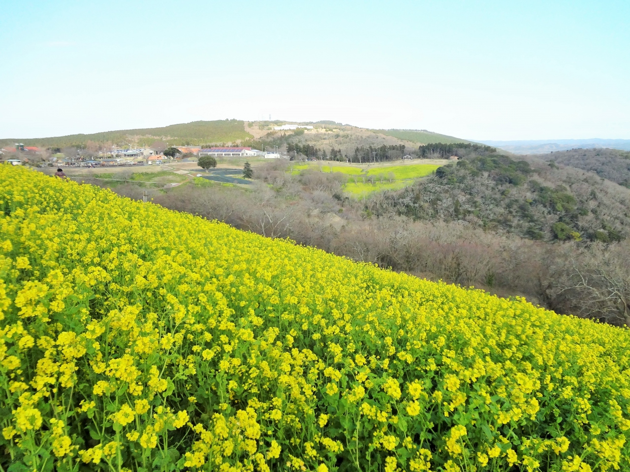 350万本の菜の花が咲き誇るマザー牧場 富津 千葉県 の旅行記 ブログ By くらげさん フォートラベル 350万本の菜の花が咲き誇るマザー牧場 富津 千葉県 の旅行記 ブログ By くらげさん フォートラベル