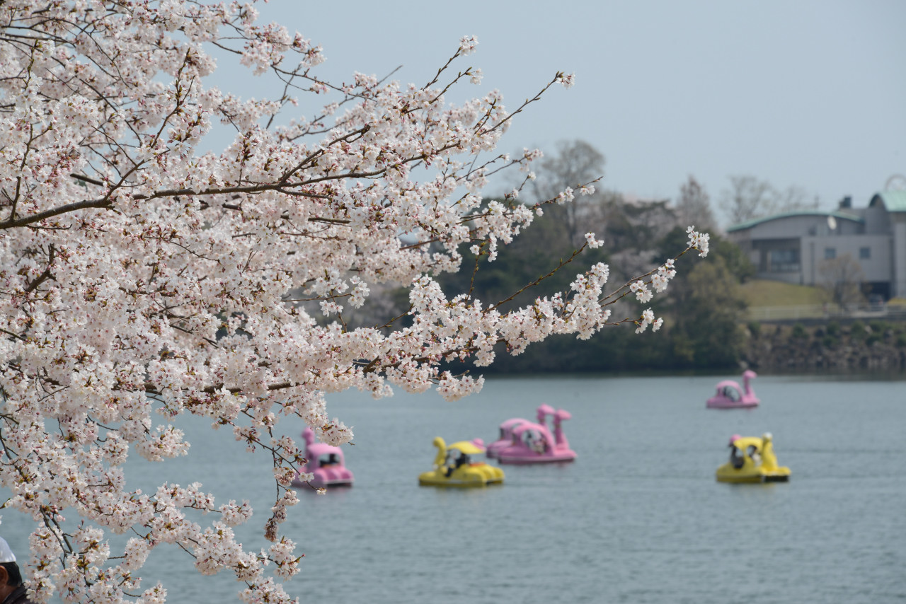 さくら名所１００選 を訪ねる花見ドライブ その１ 宇部市 ときわ公園 宇部 小野田 山口県 の旅行記 ブログ By Punchmsさん フォートラベル