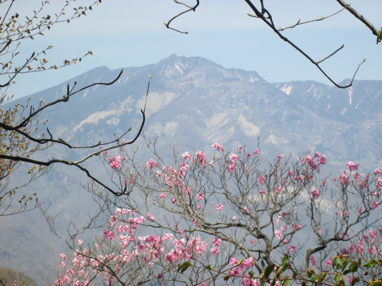 アカヤシオ咲く鳴虫山 日光 栃木県 の旅行記 ブログ By Nobuchinさん フォートラベル