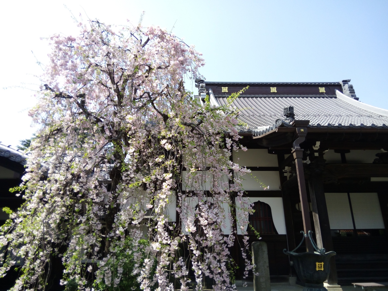 桜を見に行こう 境内に棲む獅子 鼻 白狐たちに遭遇 東高円寺お寺巡り 高円寺 東京 の旅行記 ブログ By Tonaさん フォートラベル 桜を見に行こう 境内に棲む獅子 鼻 白狐たちに遭遇 東高円寺お寺巡り 高円寺 東京 の旅行記 ブログ By Tonaさん フォートラベル