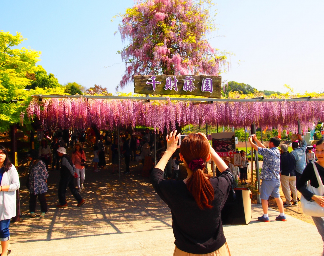 千財農園の 藤の花と 長安寺の しゃくなげ鑑賞 人気のお花見に行ってきました 宇佐 豊後高田 大分県 の旅行記 ブログ By Nadeshiko28さん フォートラベル 千財農園の 藤の花と 長安寺の しゃくなげ鑑賞 人気のお花見に行ってきました 宇佐 豊後高田 大分県 の旅行記 ブログ By Nadeshiko28さん フォートラベル