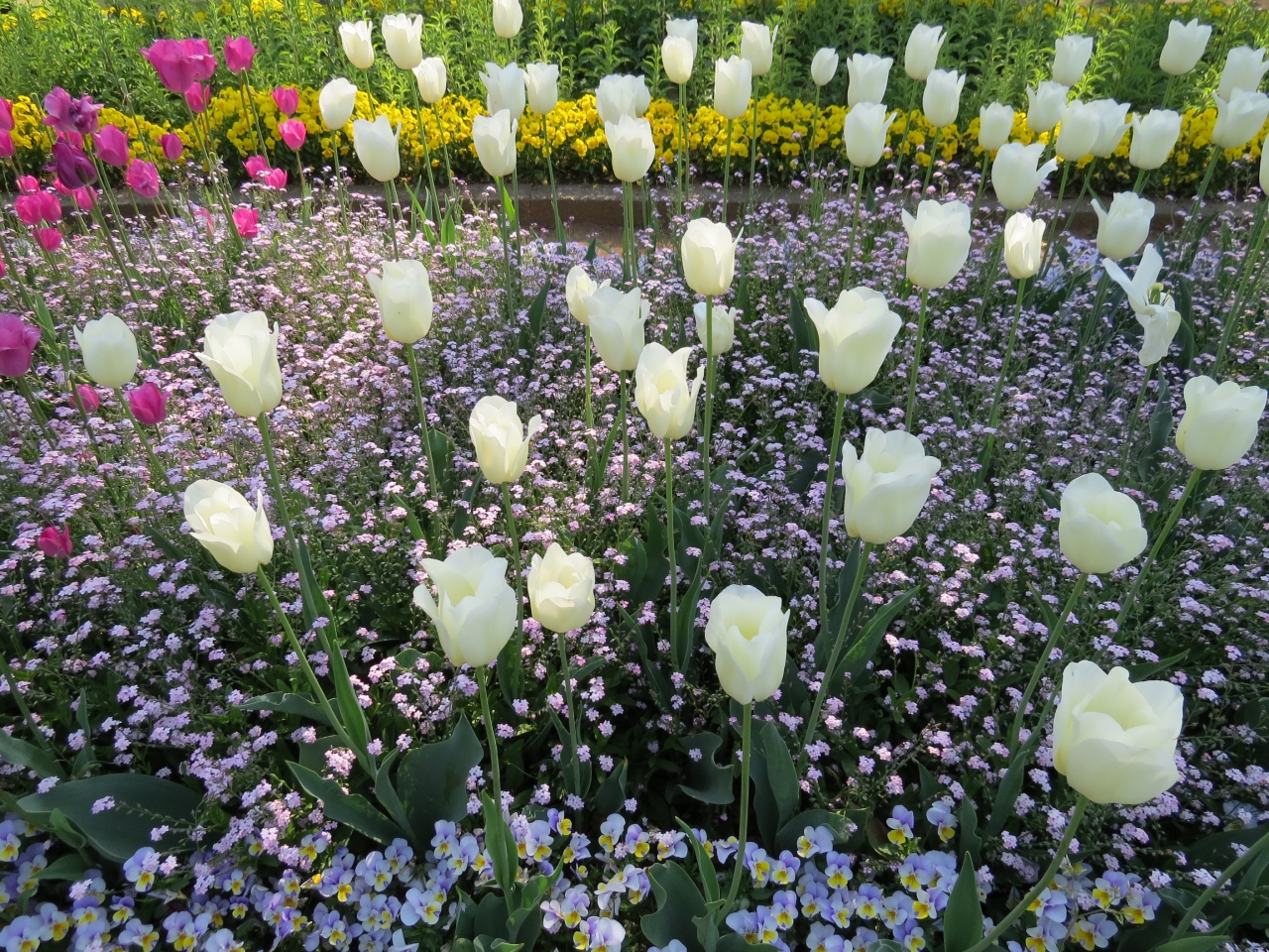 日比谷花壇 大船フラワーセンター その1 花壇のようす 神奈川県の旅行記 ブログ By あんみつ姫さん フォートラベル