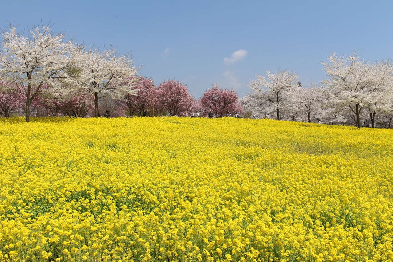 群馬 桜の旅 赤城南面千本桜 東吾妻町 岩井親水公園 藤岡の古墳 前橋 群馬県 の旅行記 ブログ By 天空の城さん フォートラベル