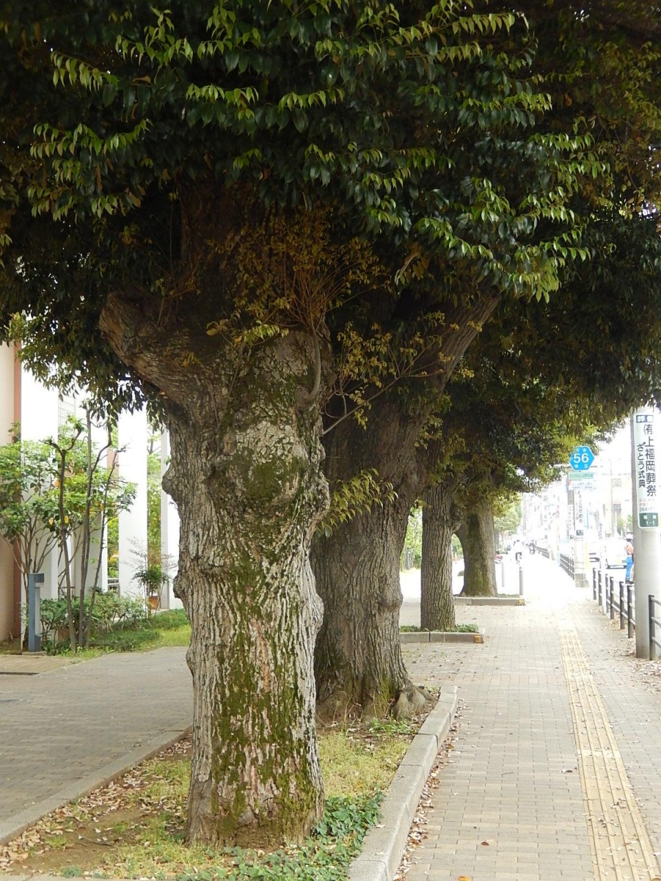 大事にされているスダジイの木 埼玉県の旅行記 ブログ By Tsunetaさん フォートラベル