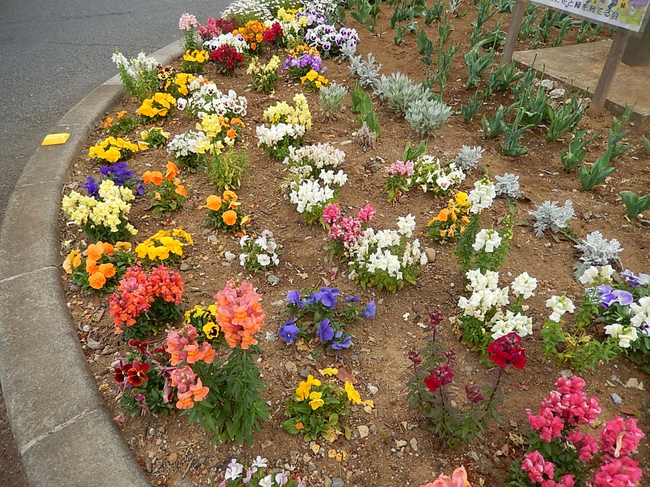 上福岡駅西口ロータリー付近の花壇が美しい 埼玉県の旅行記 ブログ By Tsunetaさん フォートラベル