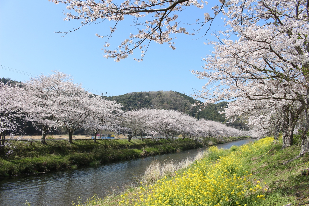 西伊豆 松崎へ桜を見に行ってみました 松崎温泉 雲見温泉 静岡県 の旅行記 ブログ By 天空の城さん フォートラベル