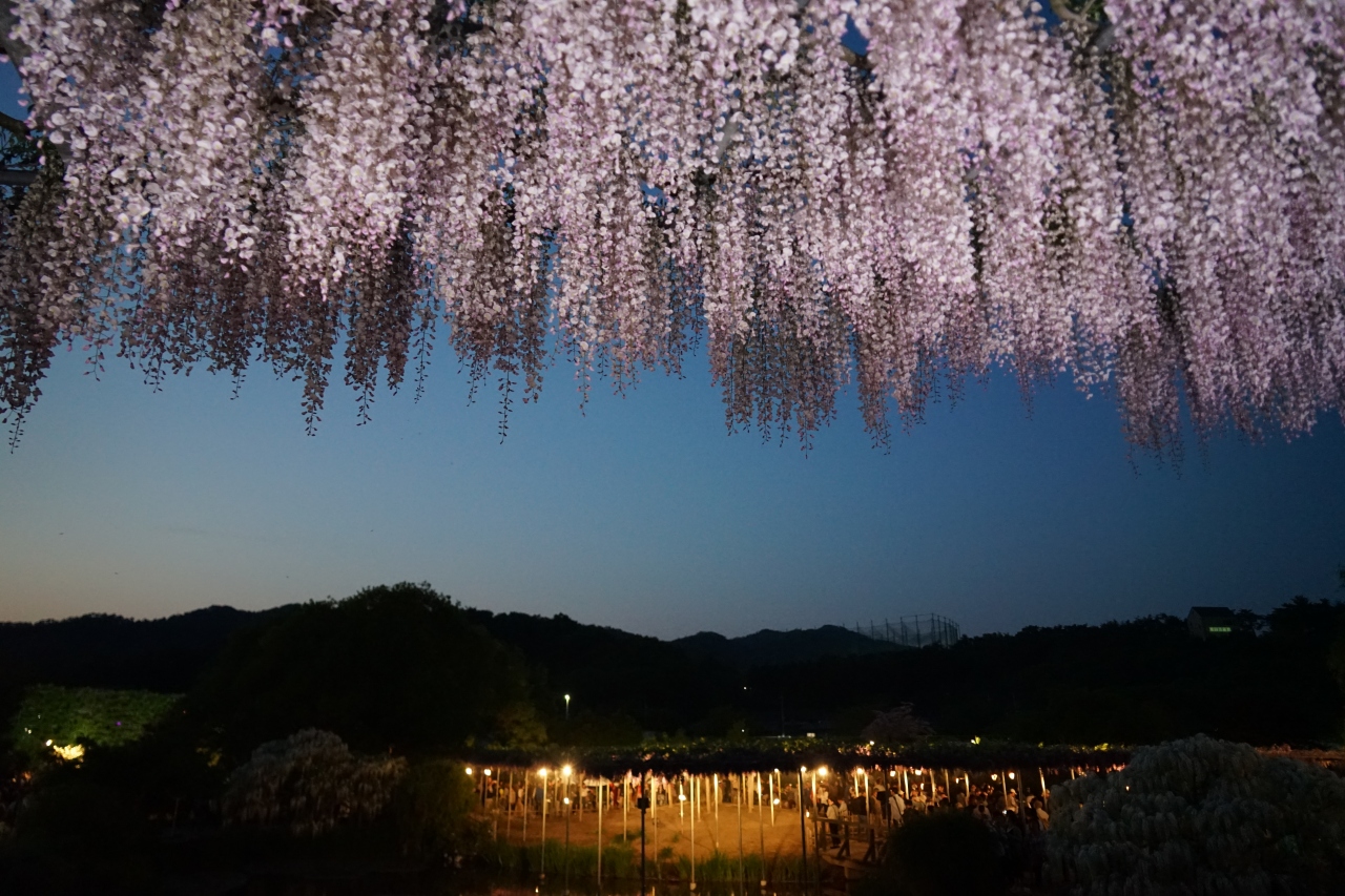 早めに満開の大藤 あしかがフラワーパーク18 足利 栃木県 の旅行記 ブログ By Flocons De Neigeさん フォートラベル 早めに満開の大藤 あしかがフラワーパーク18 足利 栃木県 の旅行記 ブログ By Flocons De Neigeさん フォートラベル