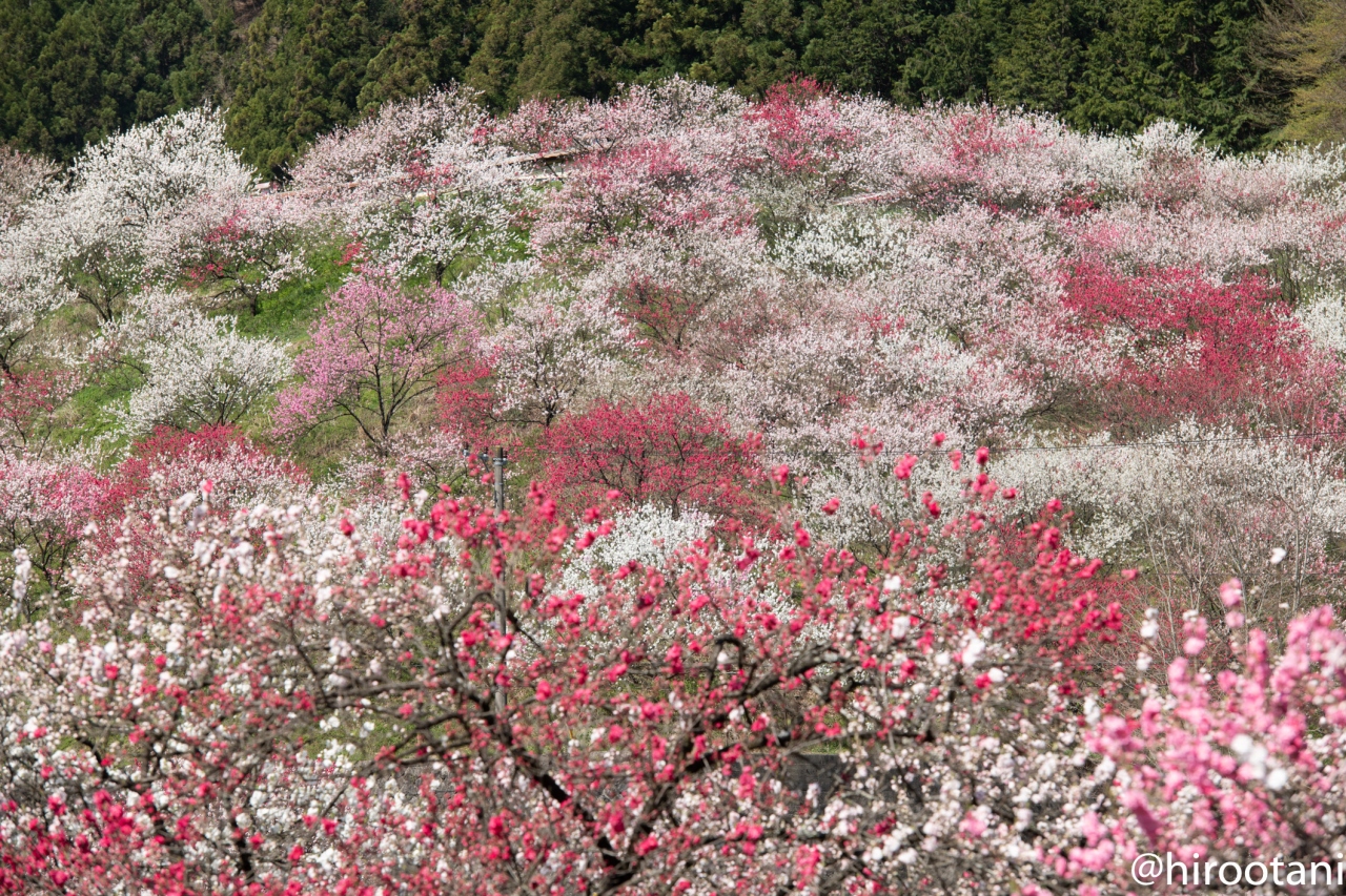 日本一の花桃の里 阿智村 18 阿智 平谷 長野県 の旅行記 ブログ By Hirootaniさん フォートラベル