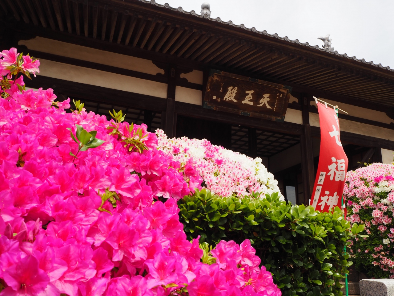 ツツジが真っ盛りの法雲寺へ 堺 大阪 の旅行記 ブログ By のーとくんさん フォートラベル