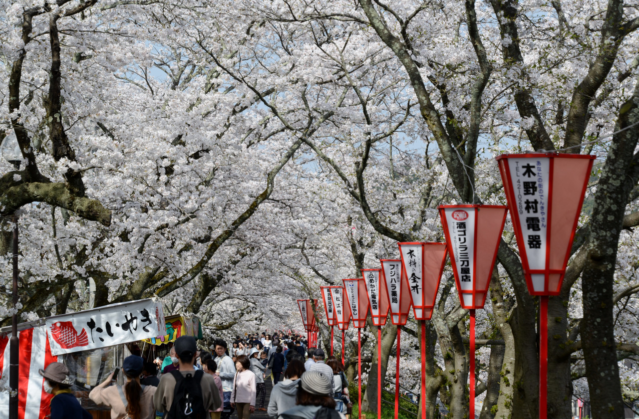 さくら名所１００選 を訪ねる花見ドライブ その３ 雲南市 斐伊川堤防桜並木 木次 雲南 島根県 の旅行記 ブログ By Punchmsさん フォートラベル