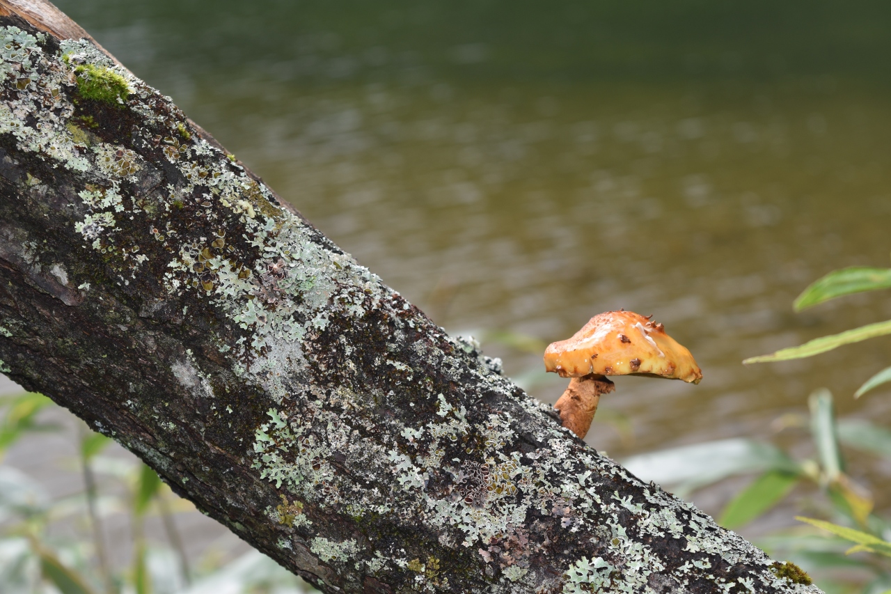 秋の戦場ヶ原をハイキング きのこと苔に癒されて 日光湯元温泉 栃木県 の旅行記 ブログ By 今日も青空さん フォートラベル