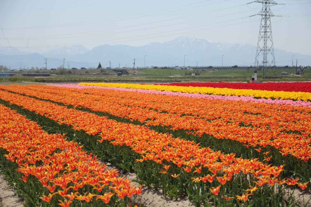 18春 新潟の花チューリップを満喫 五泉市チューリップ祭りと胎内チューリップ畑 加茂 五泉 新潟県 の旅行記 ブログ By あーちゃんさん フォートラベル